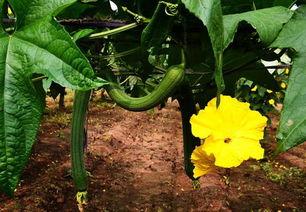 加拿大丝瓜爆料视频大全,揭秘幕后真相与精彩瞬间 第1张 加拿大丝瓜爆料视频大全,揭秘幕后真相与精彩瞬间 第1张